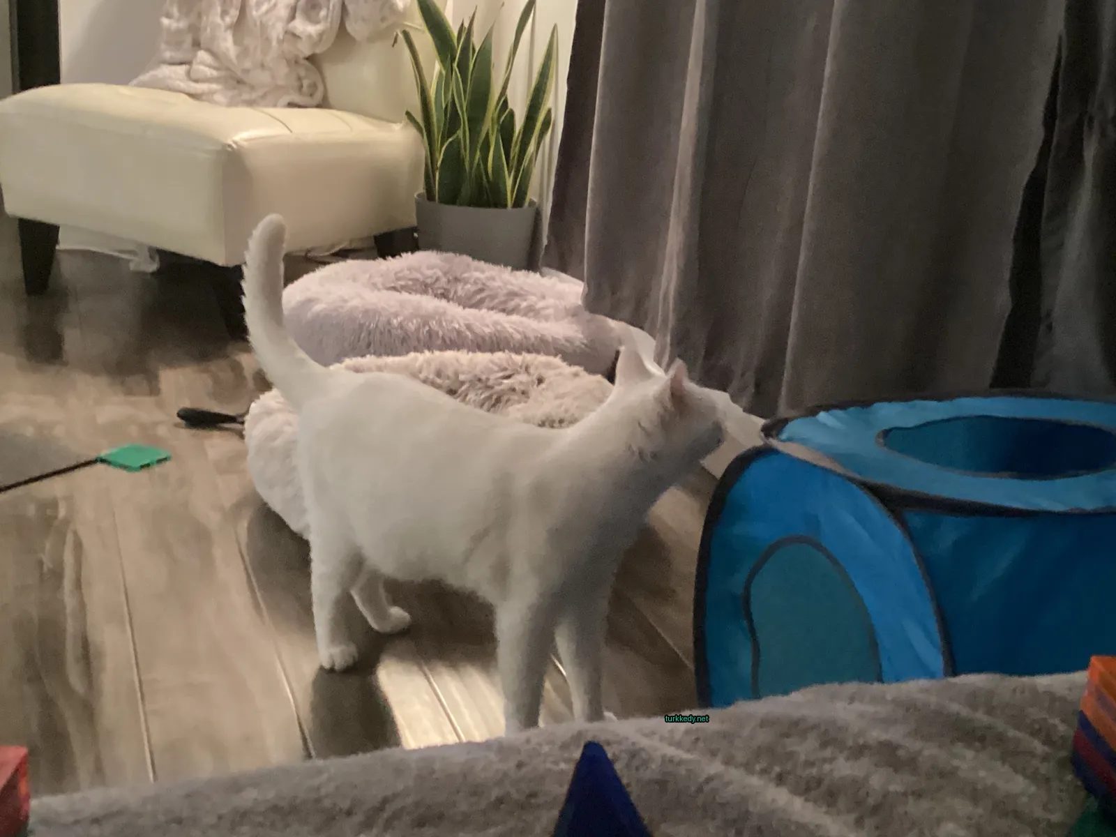Kedi #3099