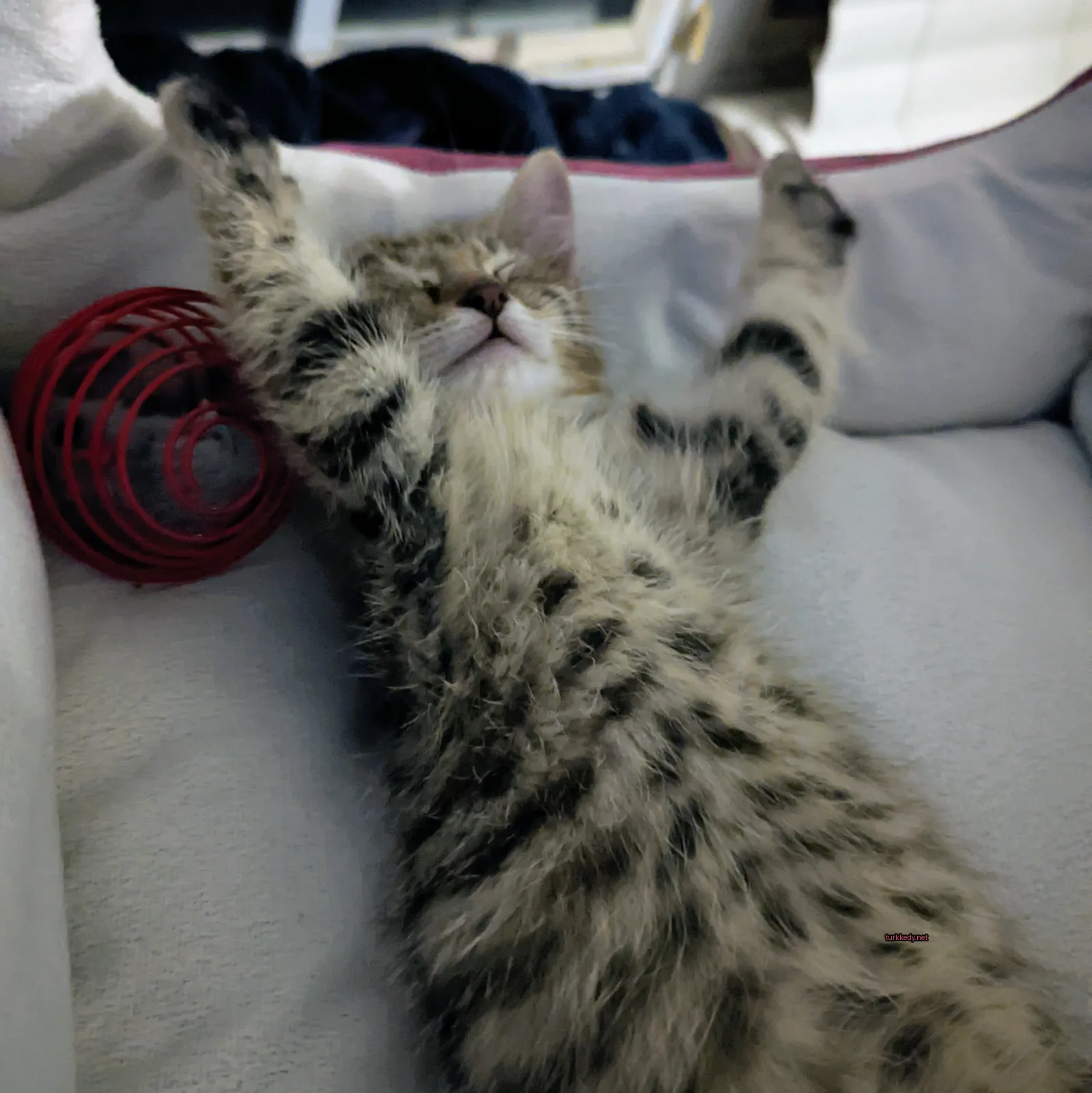 Kedi #3100