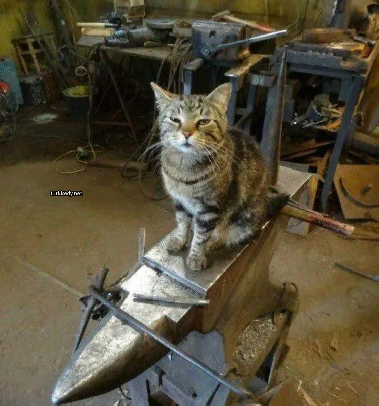 Kedi #3101