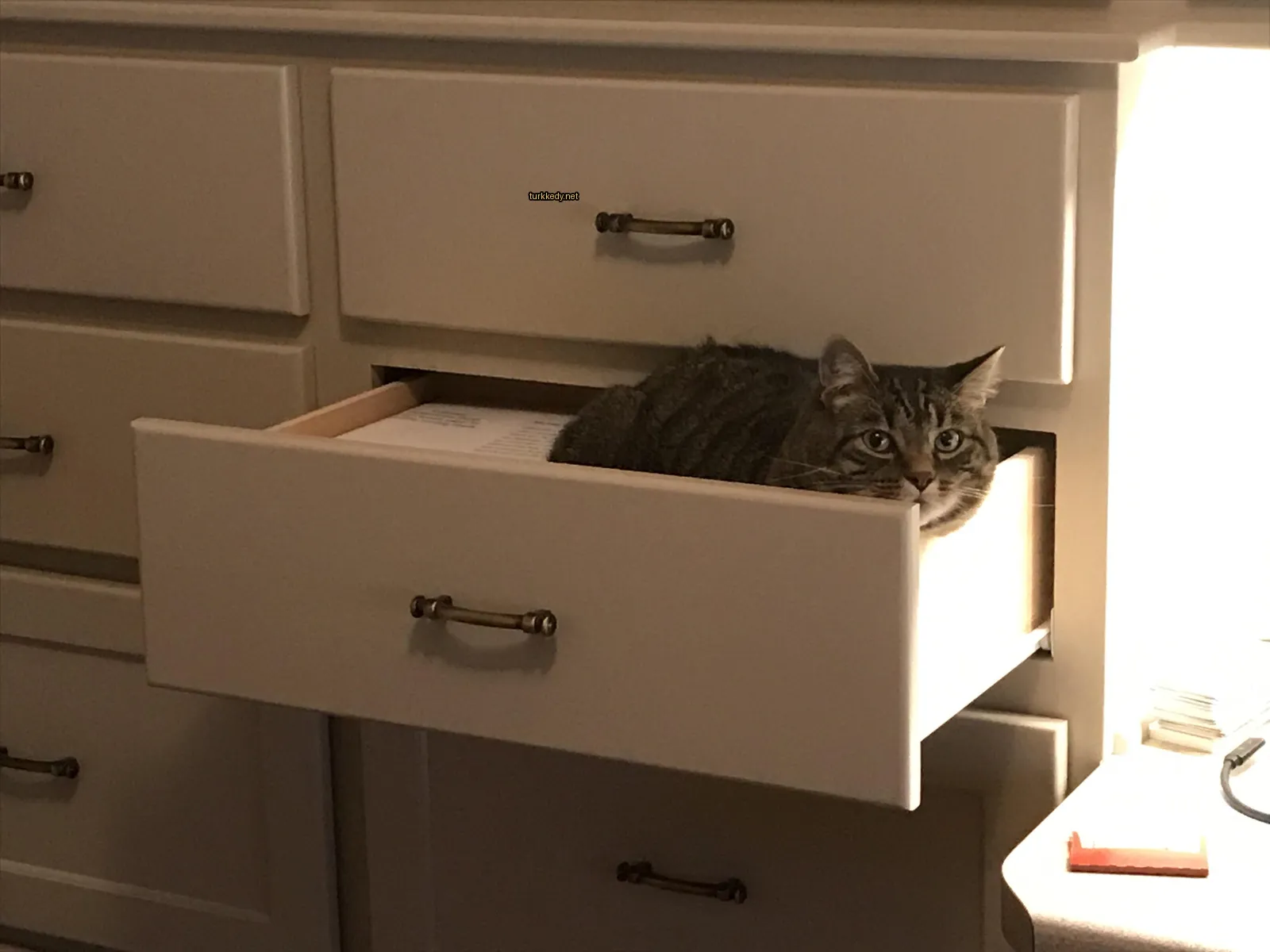 Kedi fotoğrafı #3103