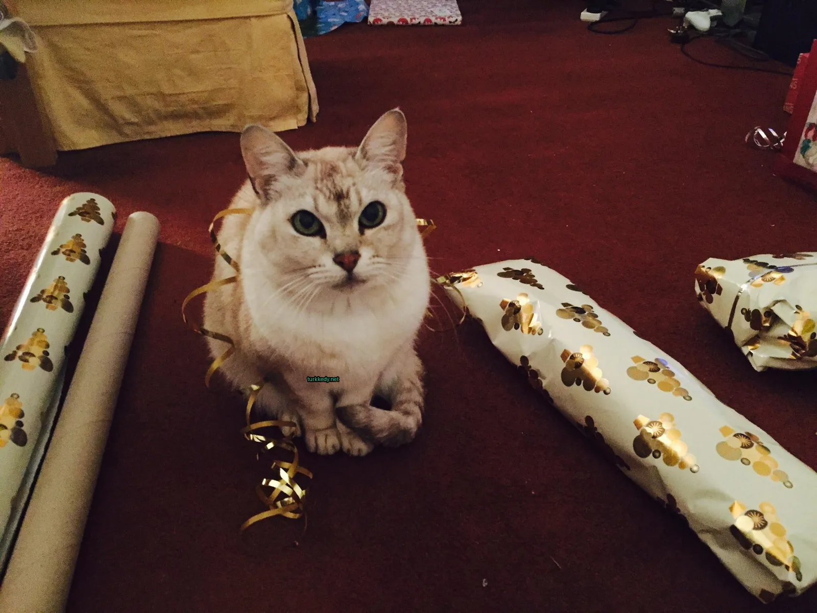 Kedi #3105