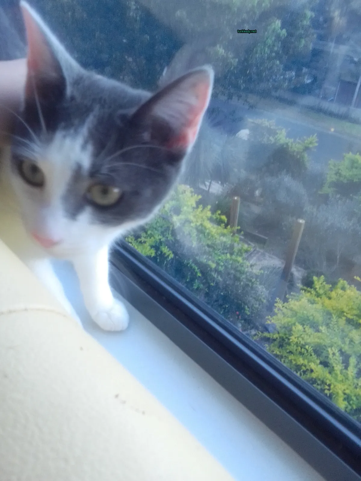 Kedi #3108