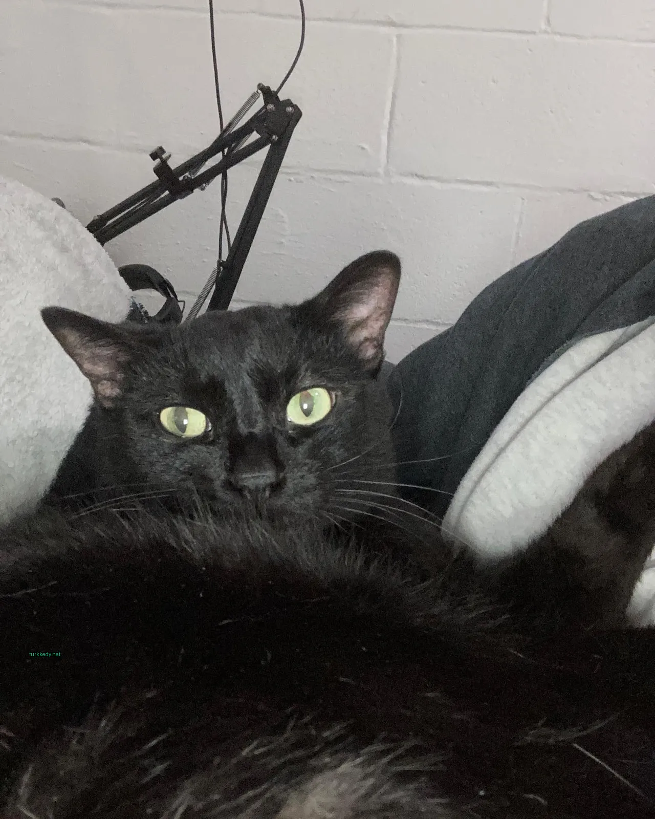 Kedi #3106