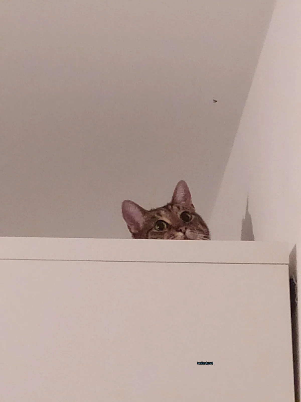 Kedi #3107