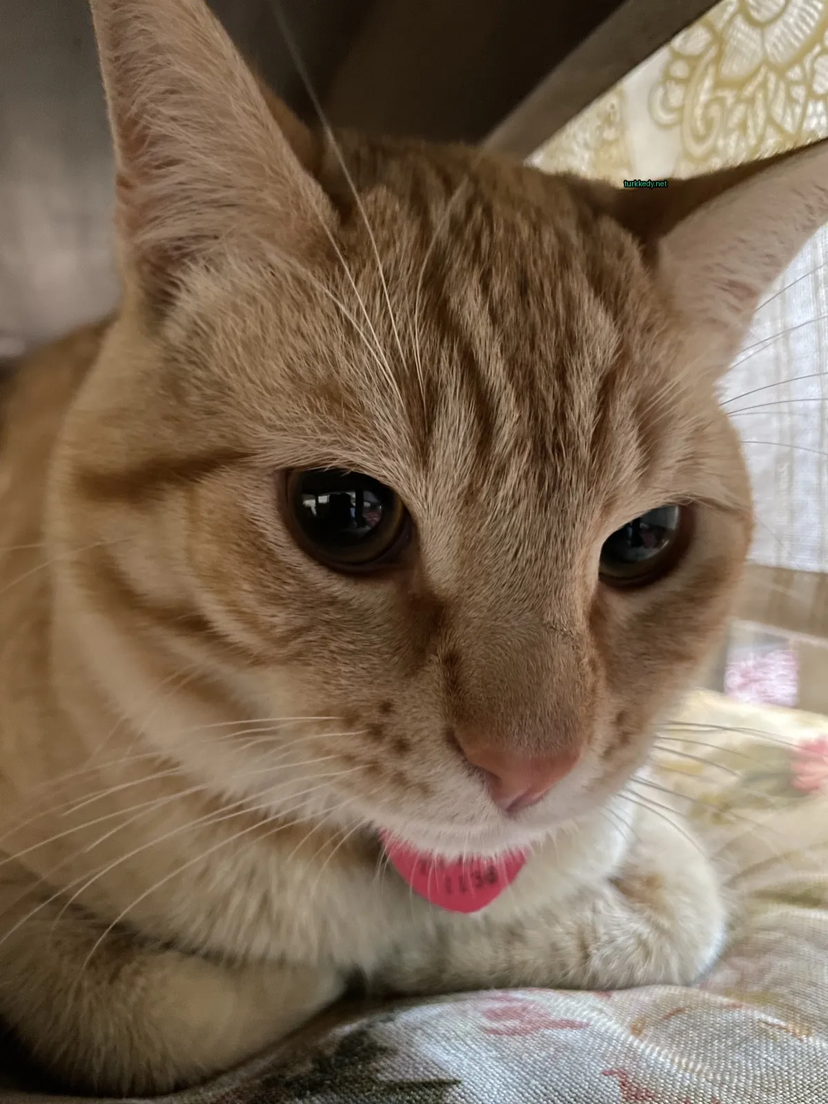 Kedi #3109
