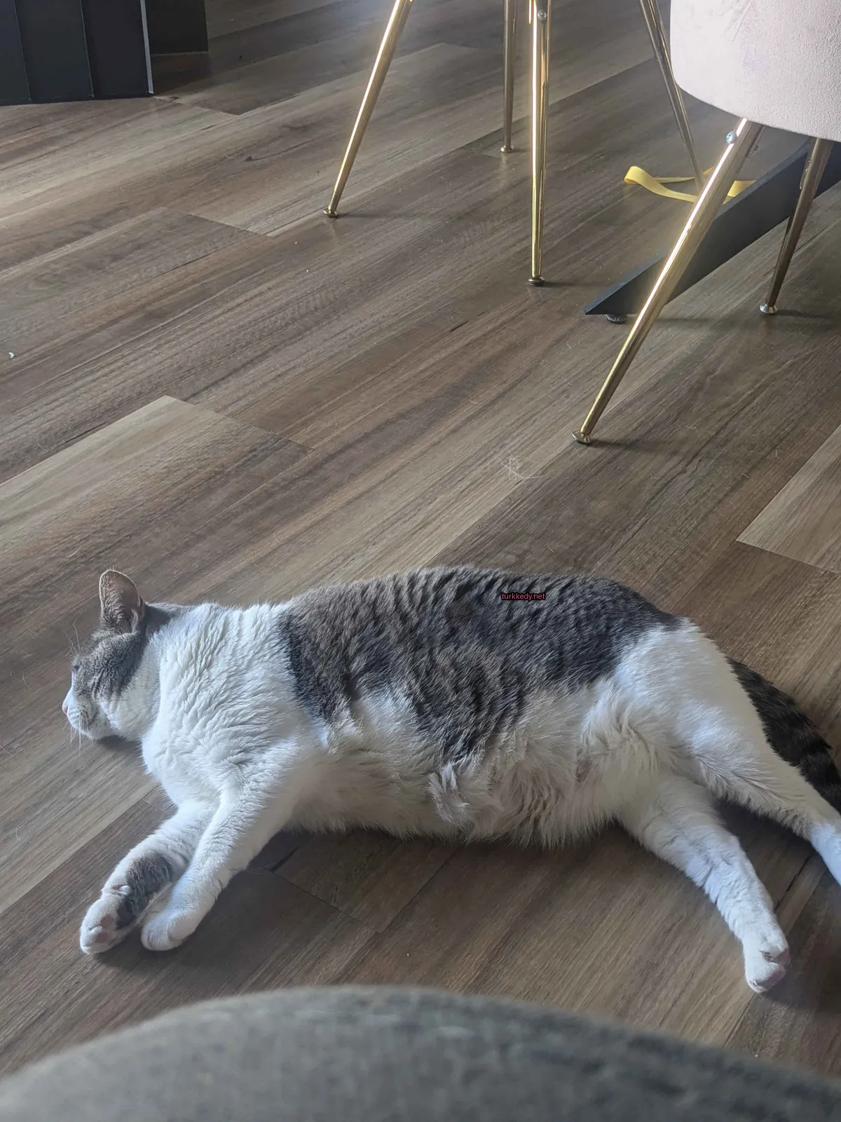 Kedi #3110