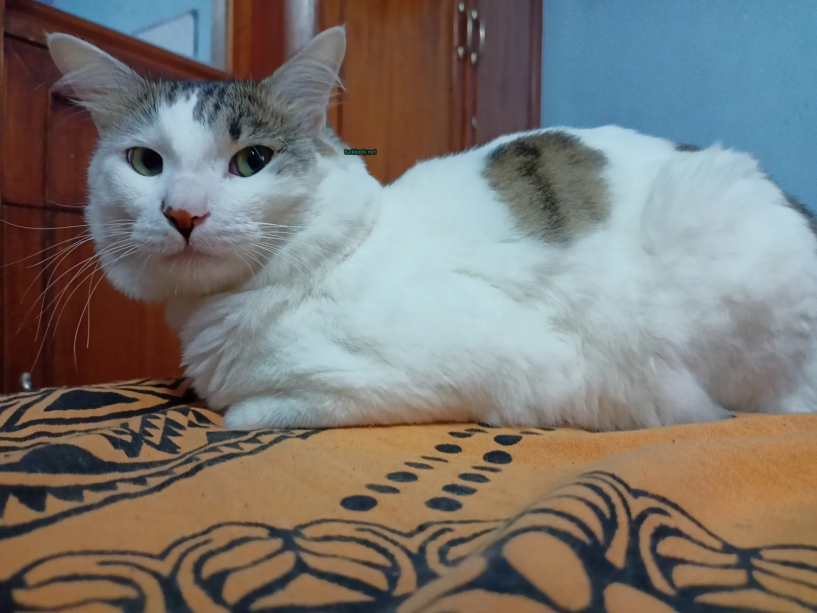 Kedi fotoğrafı #3112