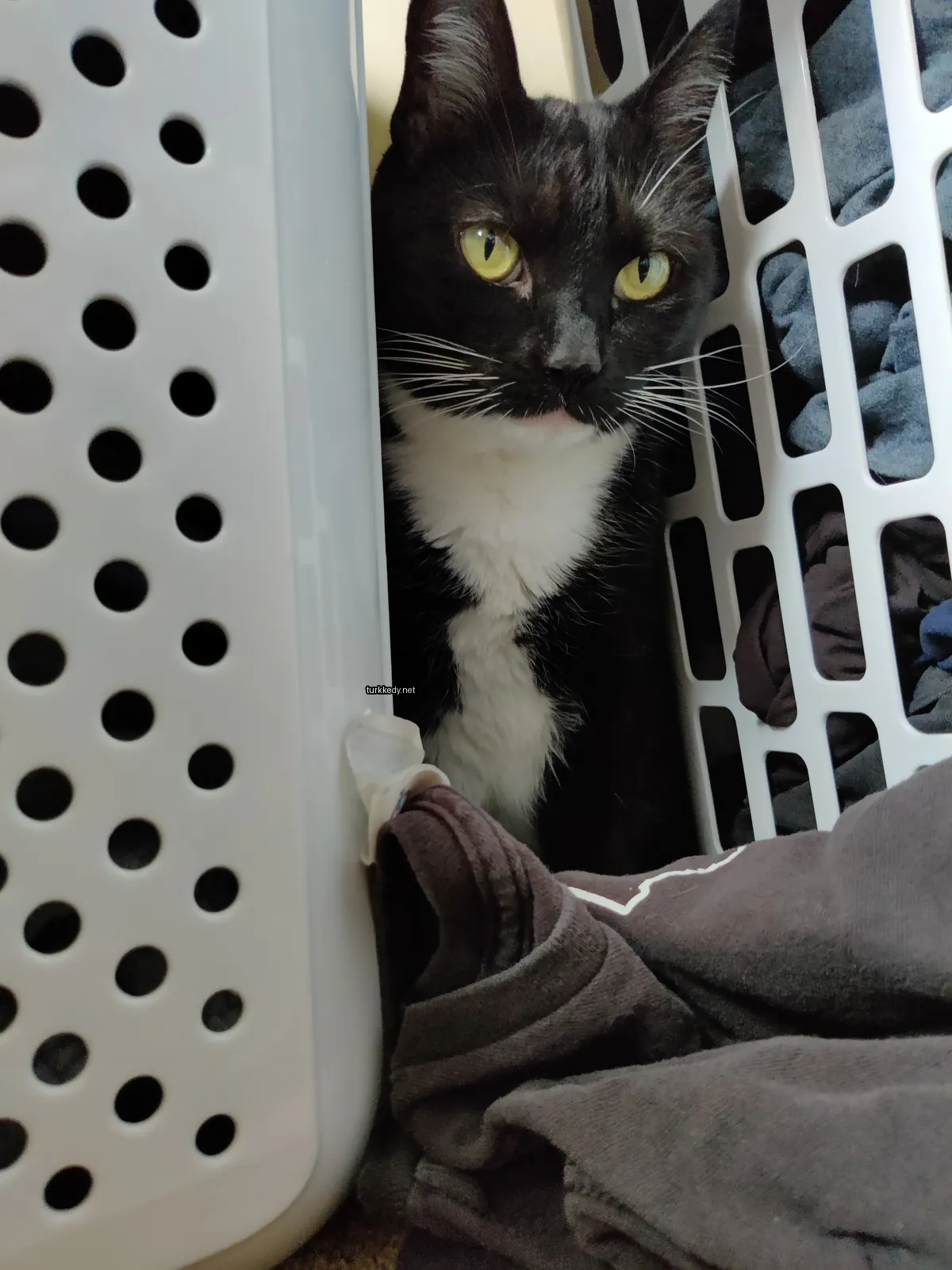 Kedi #3111