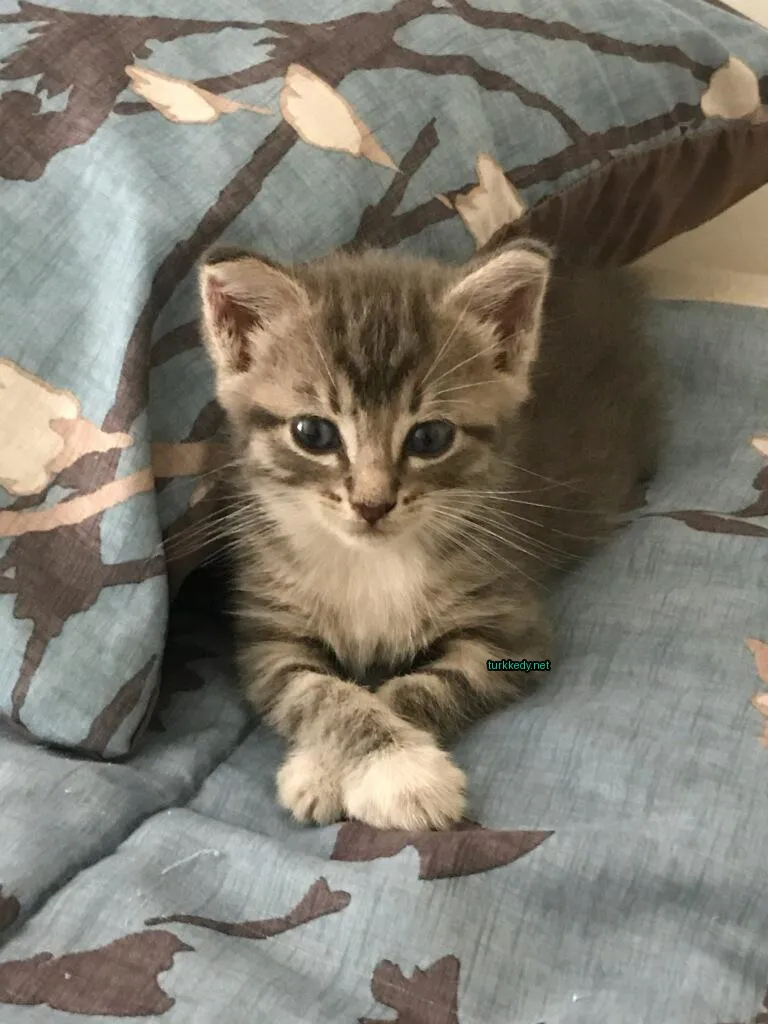 Kedi #3113