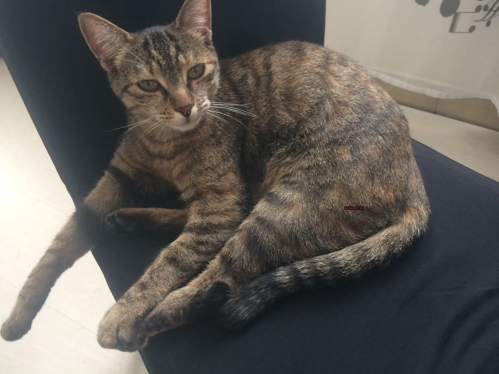 Kedi #3114
