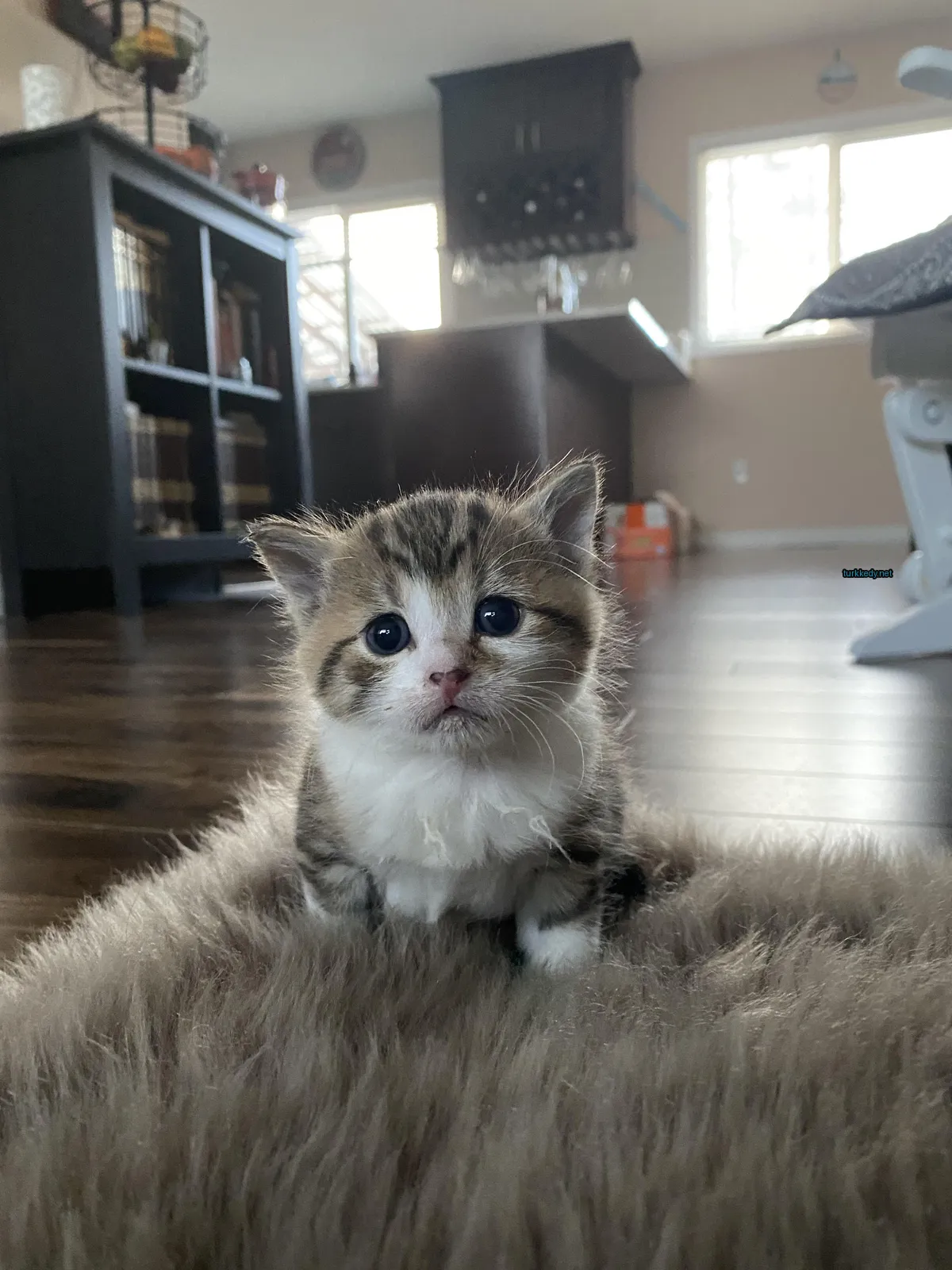 Kedi #3115