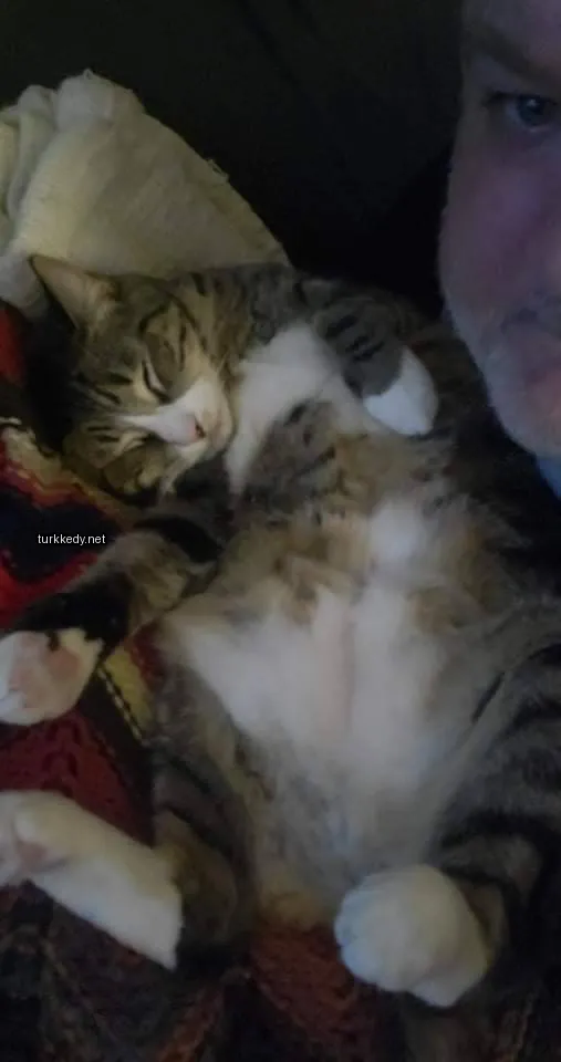 Kedi #3116