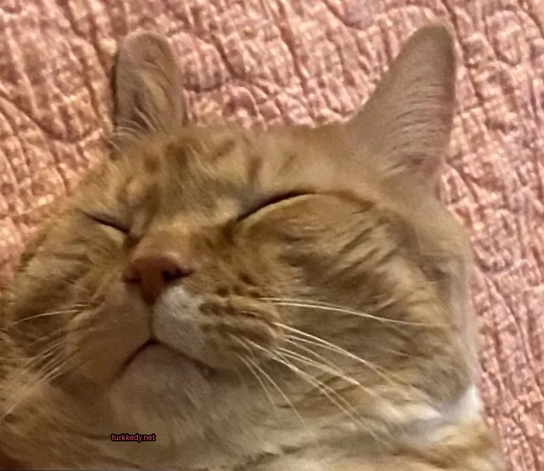 Kedi #3117