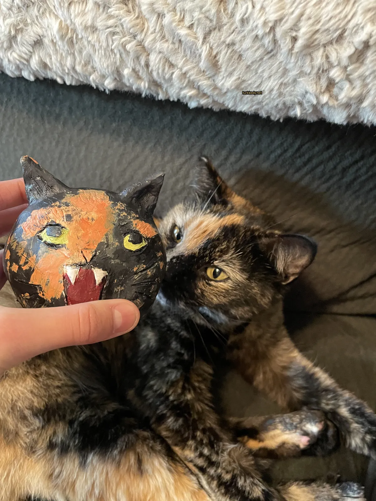 Kedi #3118