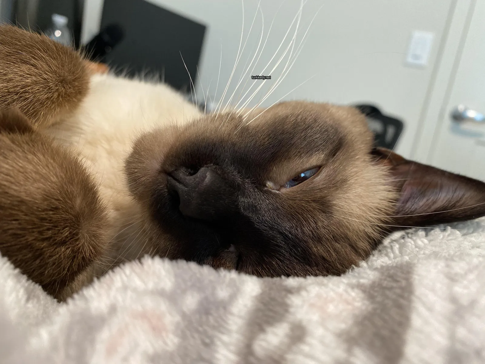Kedi #3119