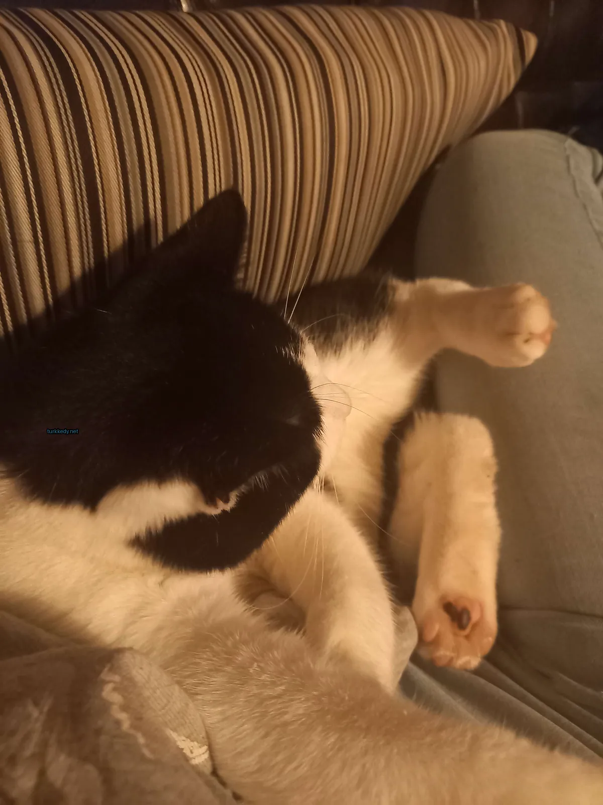 Kedi #3120