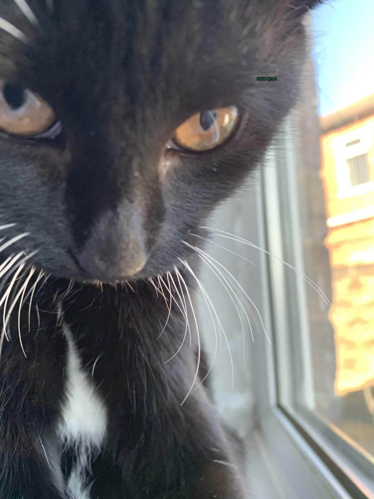 Kedi #3122