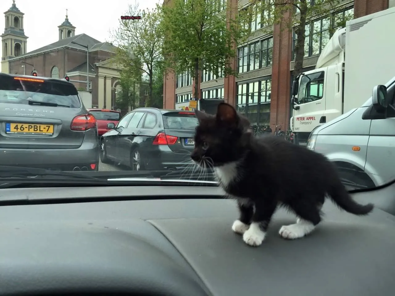 Kedi #3121