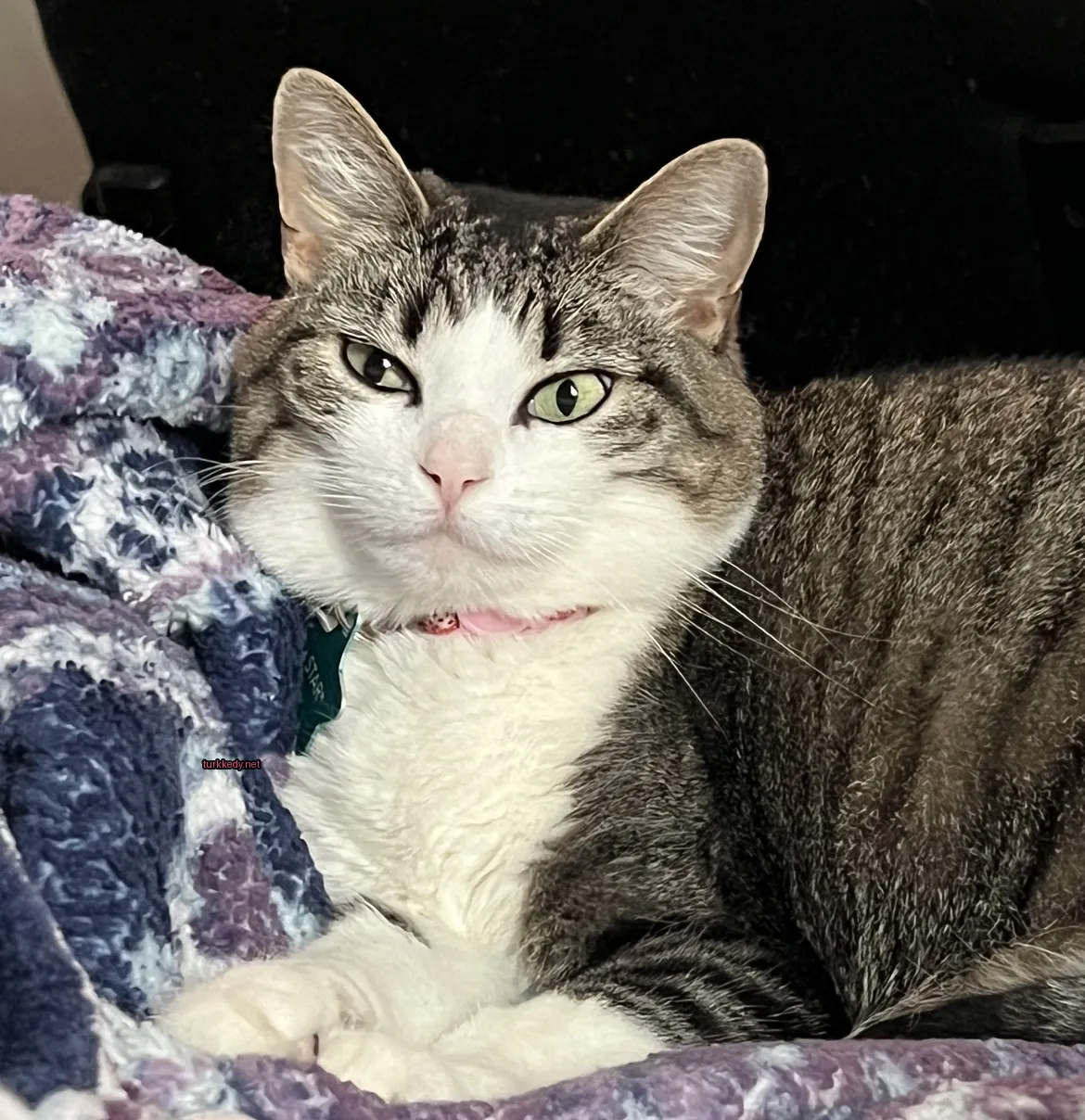 Kedi #3123