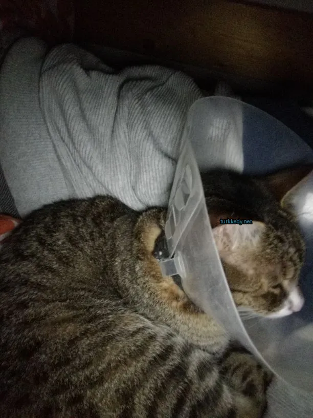 Kedi fotoğrafı #3124