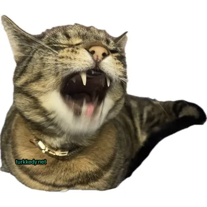 Kedi #3125