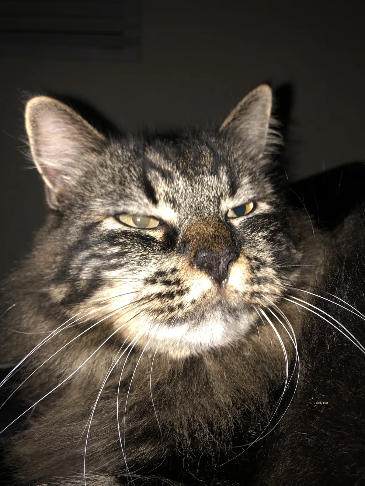 Kedi #3126