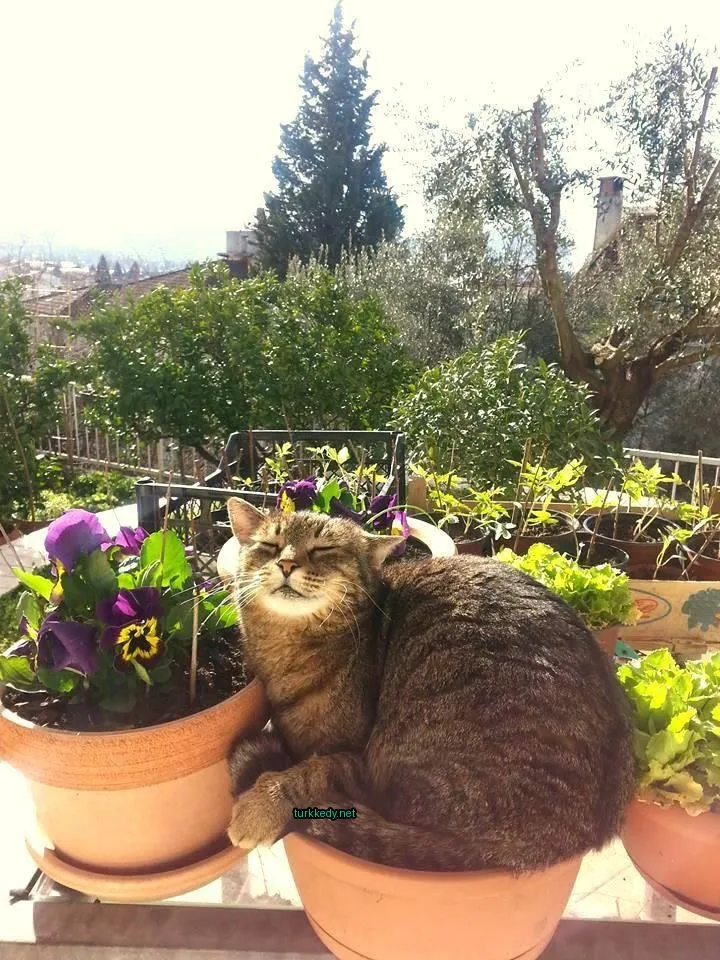 Kedi #3127