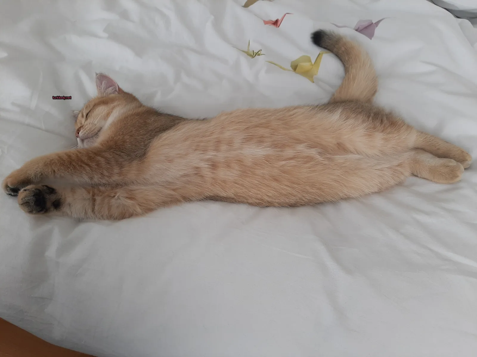 Kedi #3128