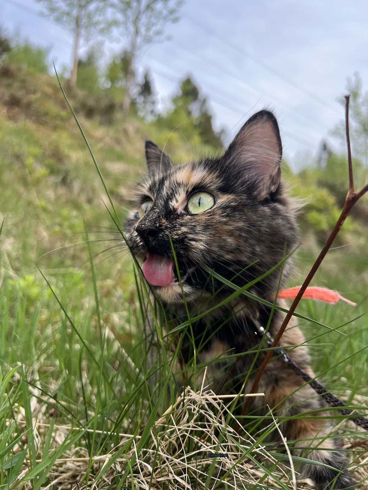 Kedi #3130