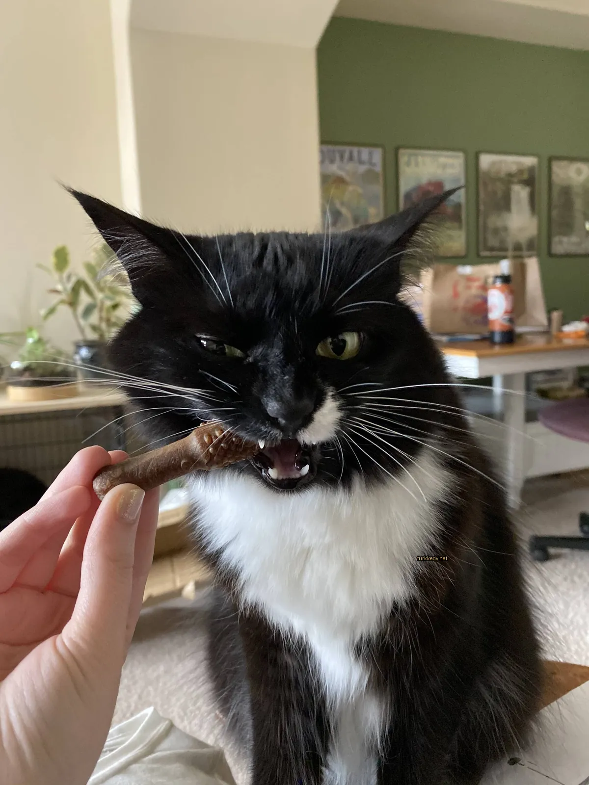 Kedi #3131