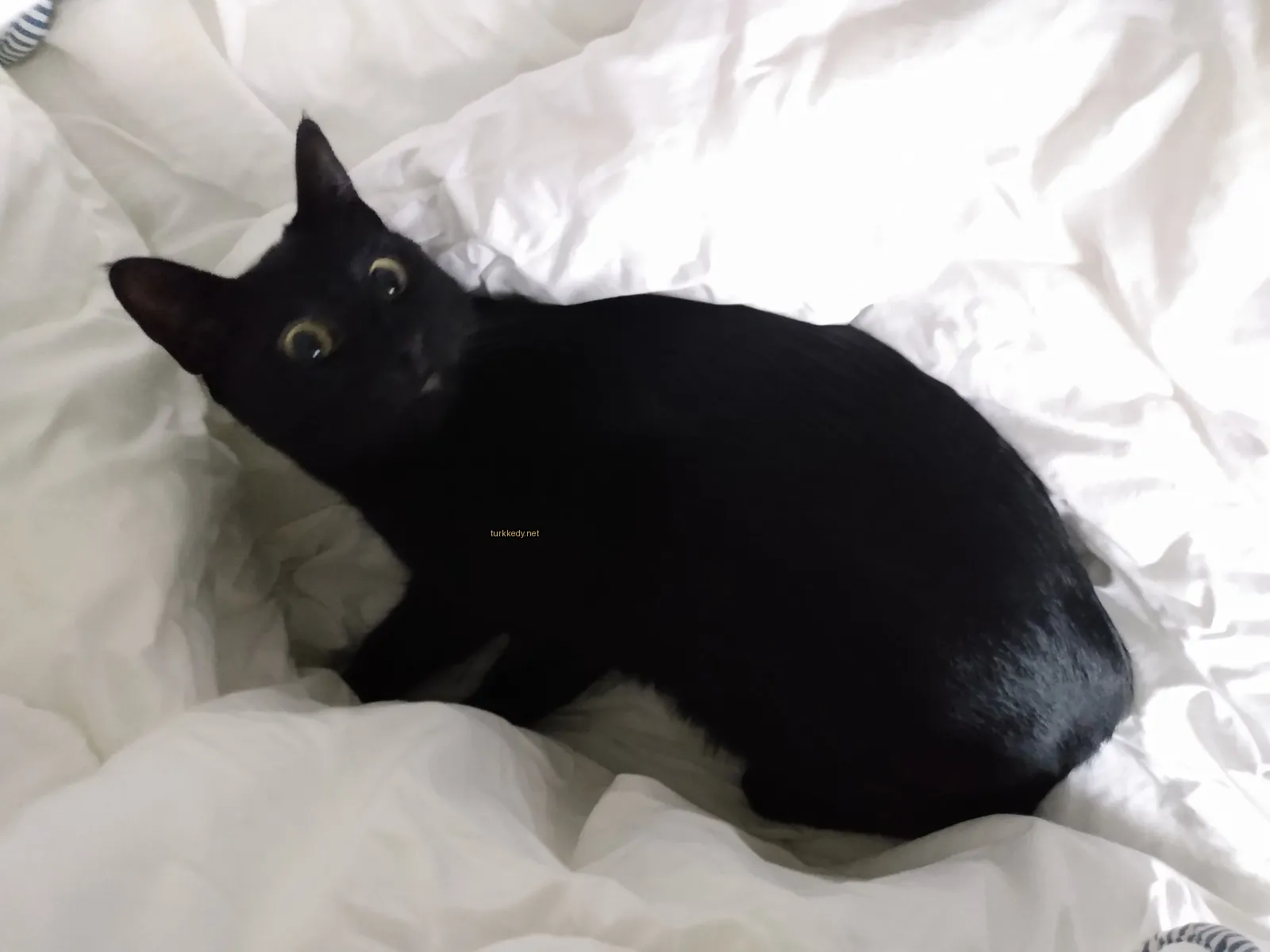 Kedi #3129