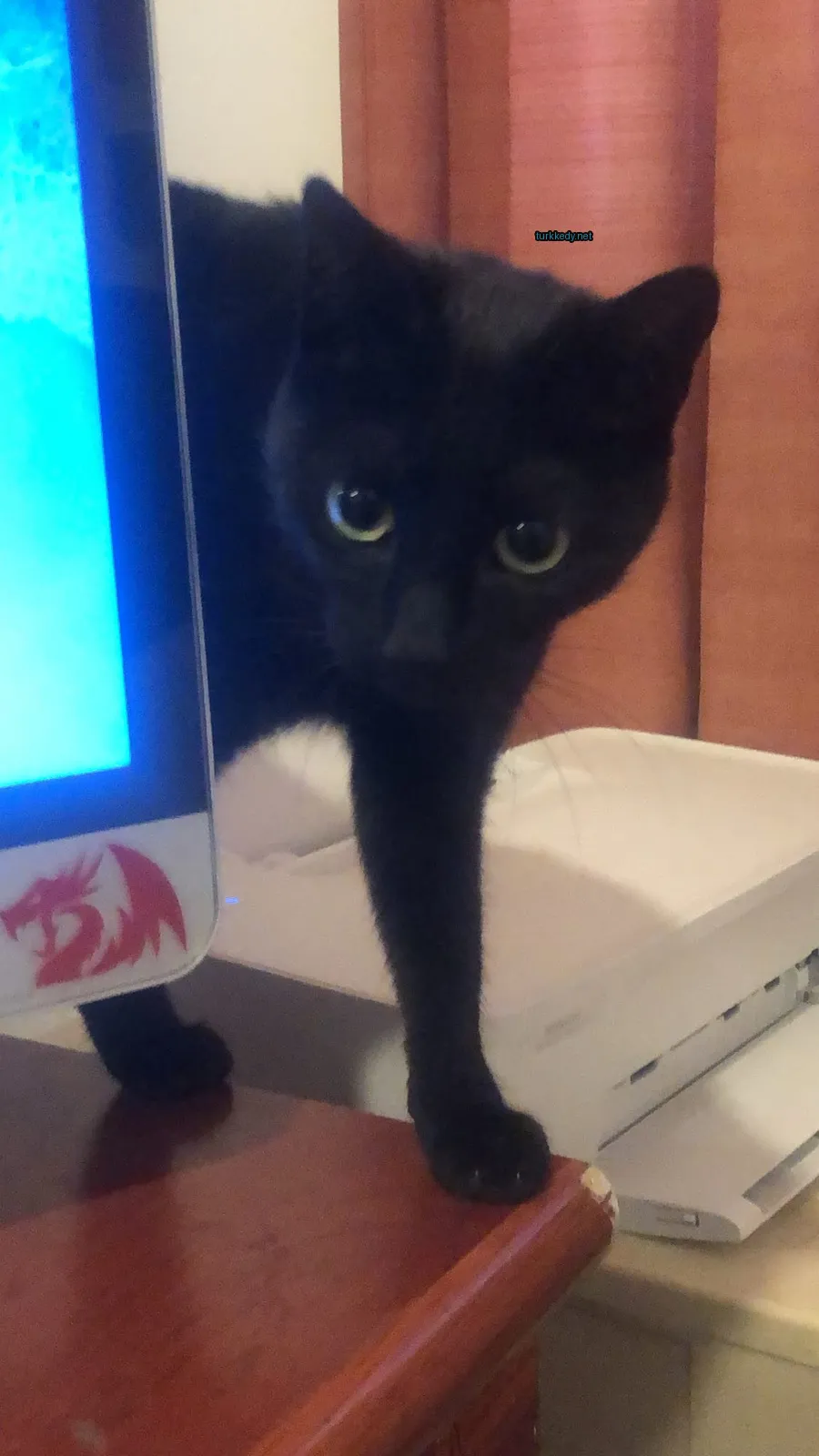 Kedi #3132