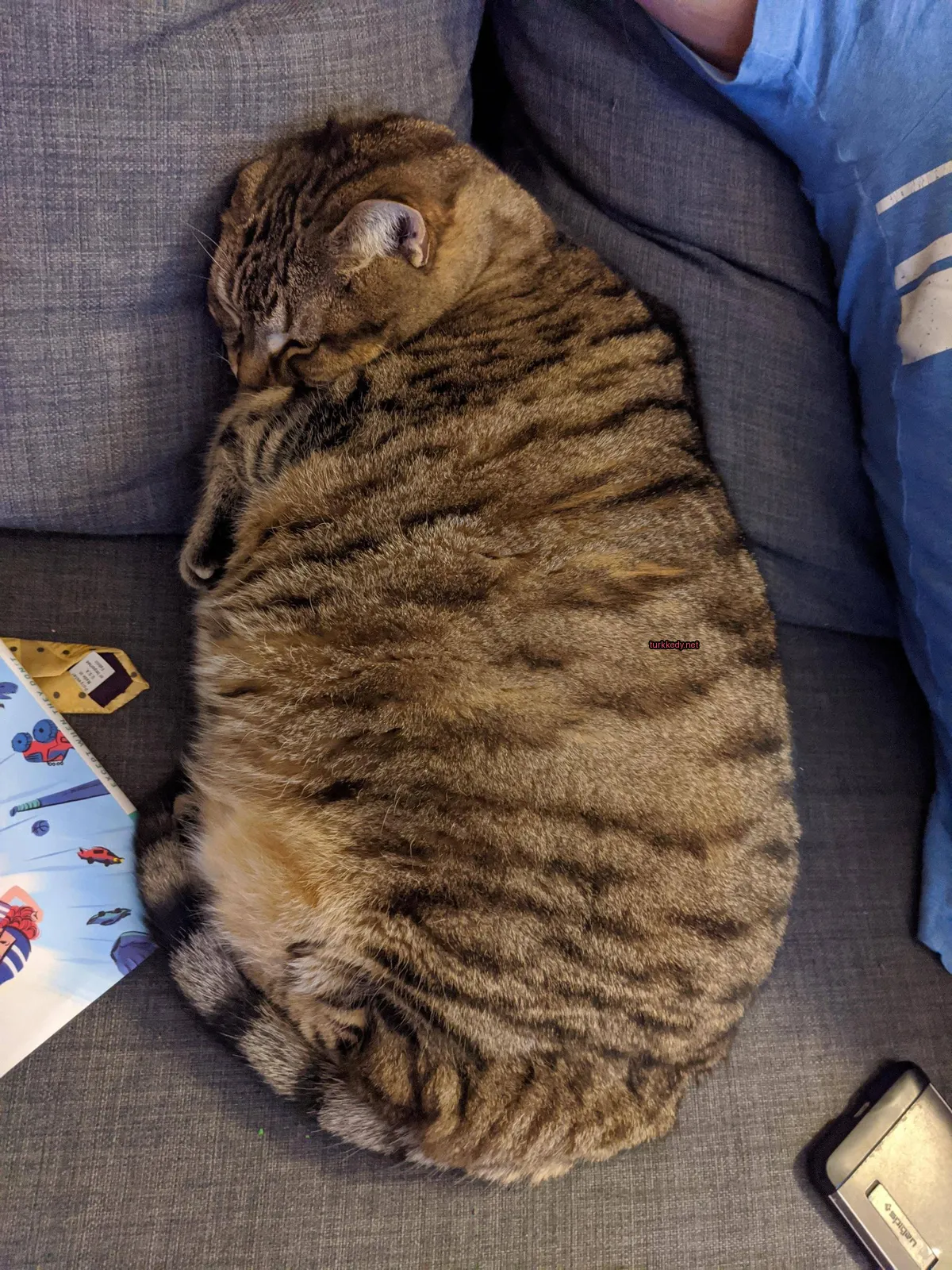 Kedi #3135