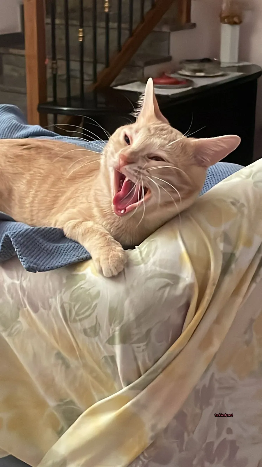 Kedi #3134