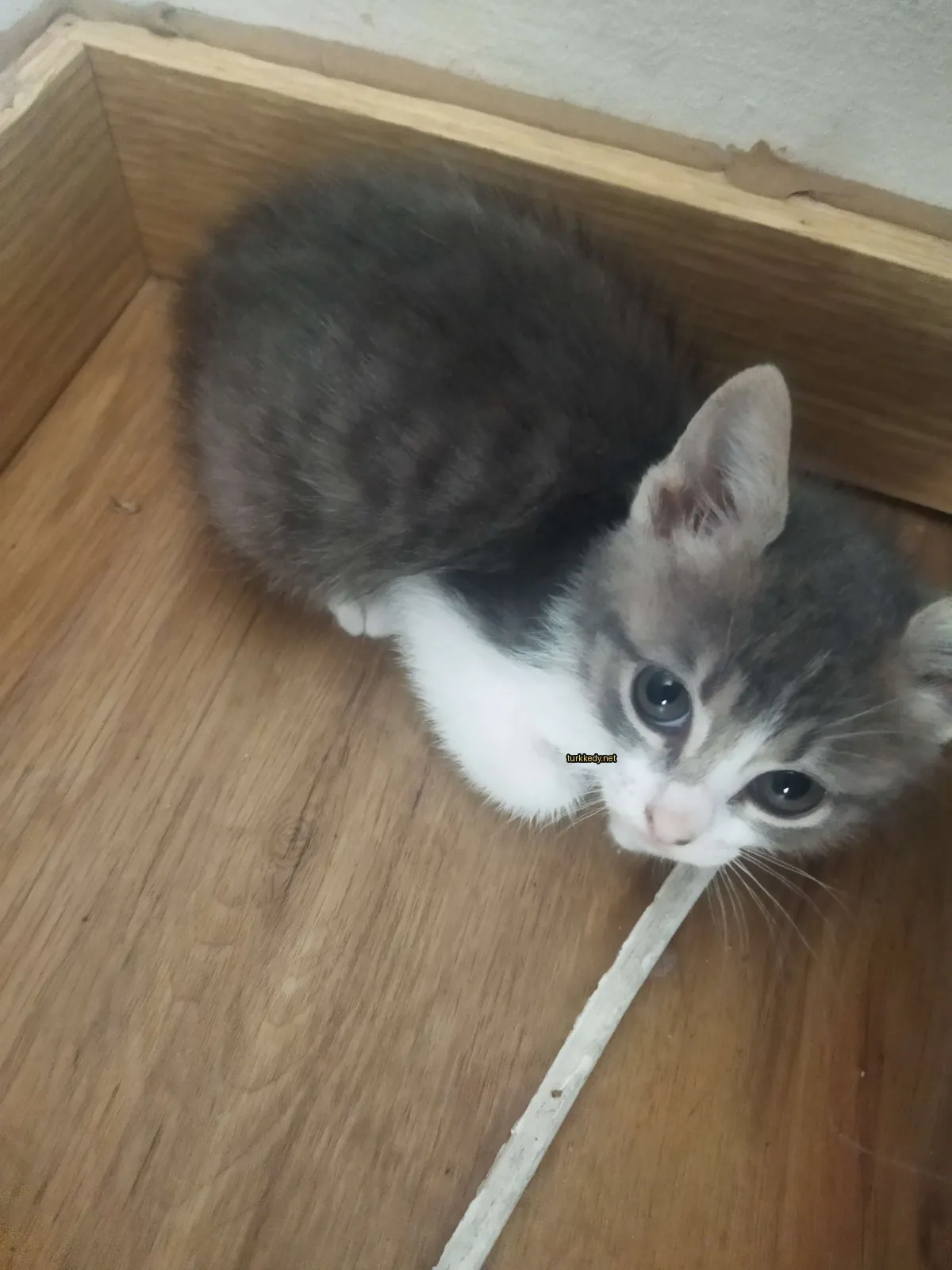 Kedi #3137