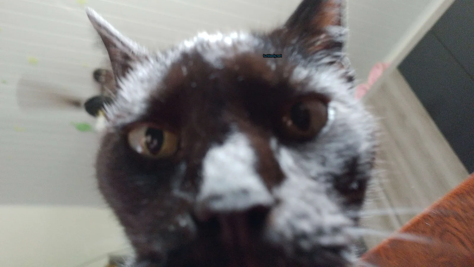 Kedi #3138