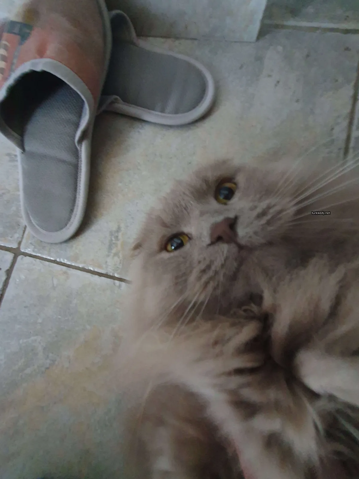 Kedi fotoğrafı #3136