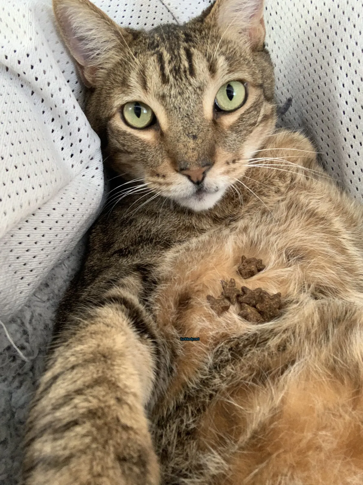 Kedi #3141