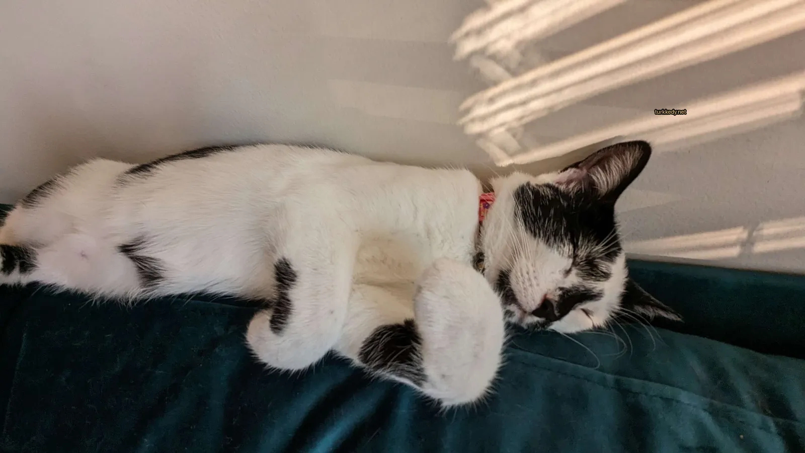 Kedi #3139