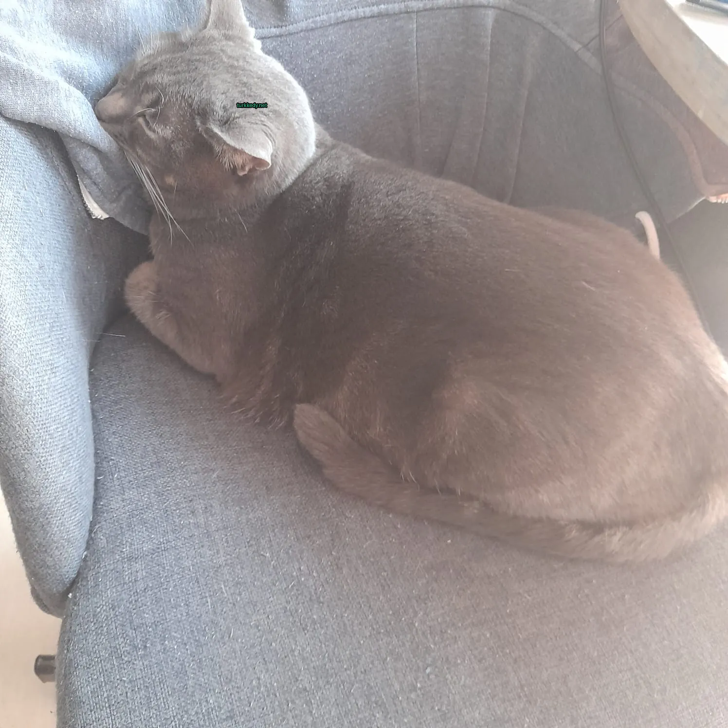 Kedi #3140