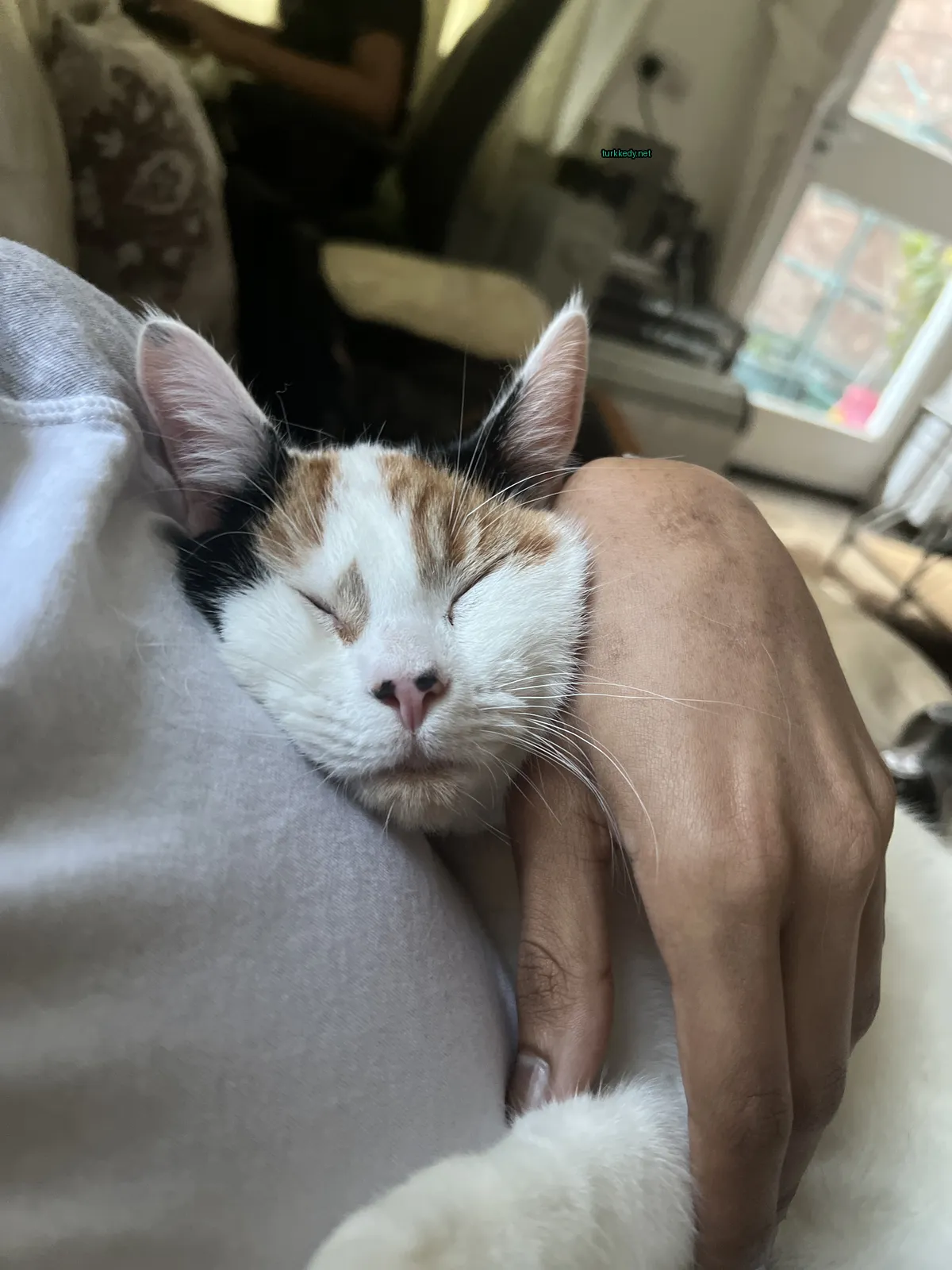 Kedi #3142