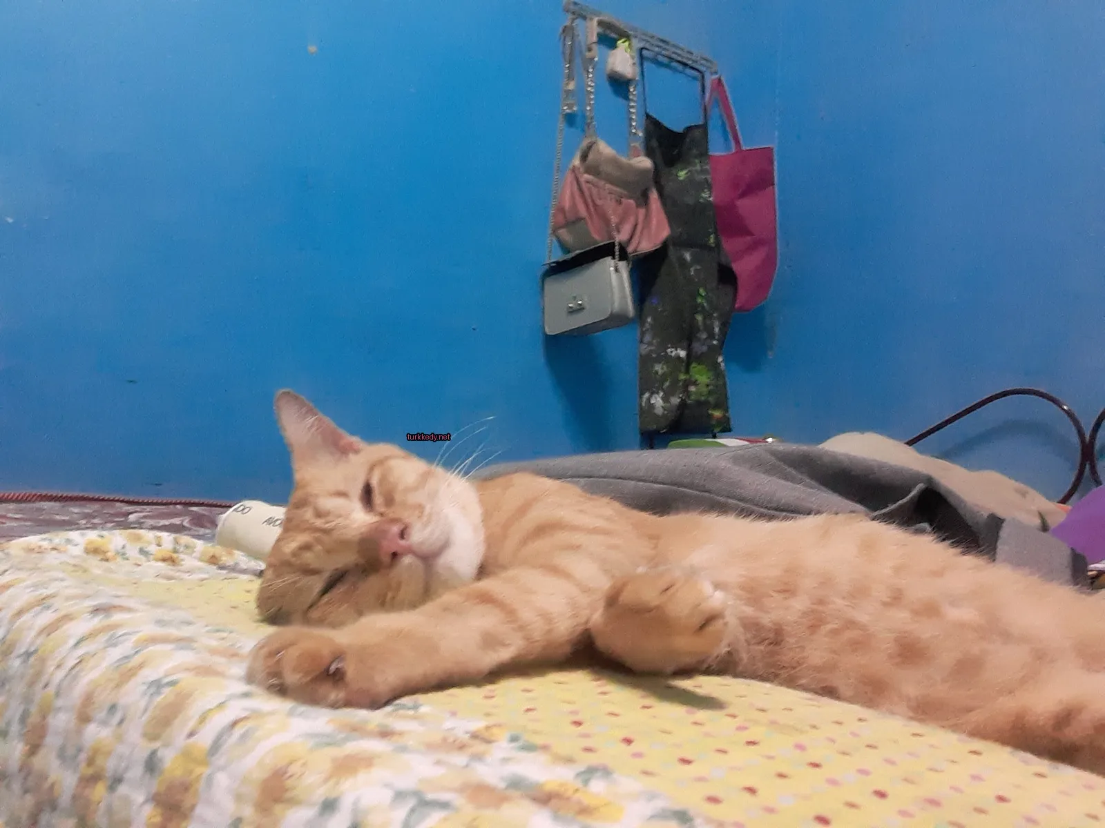 Kedi #3143