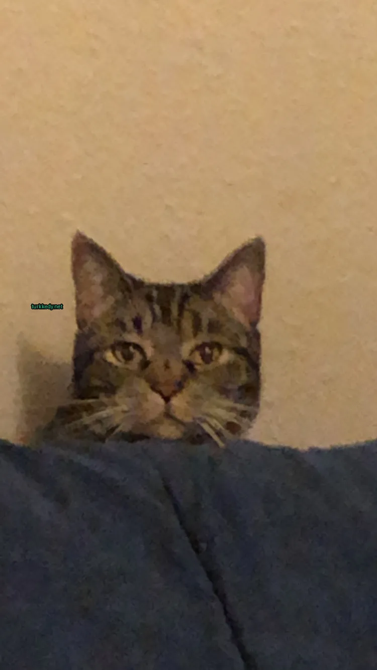 Kedi #3145