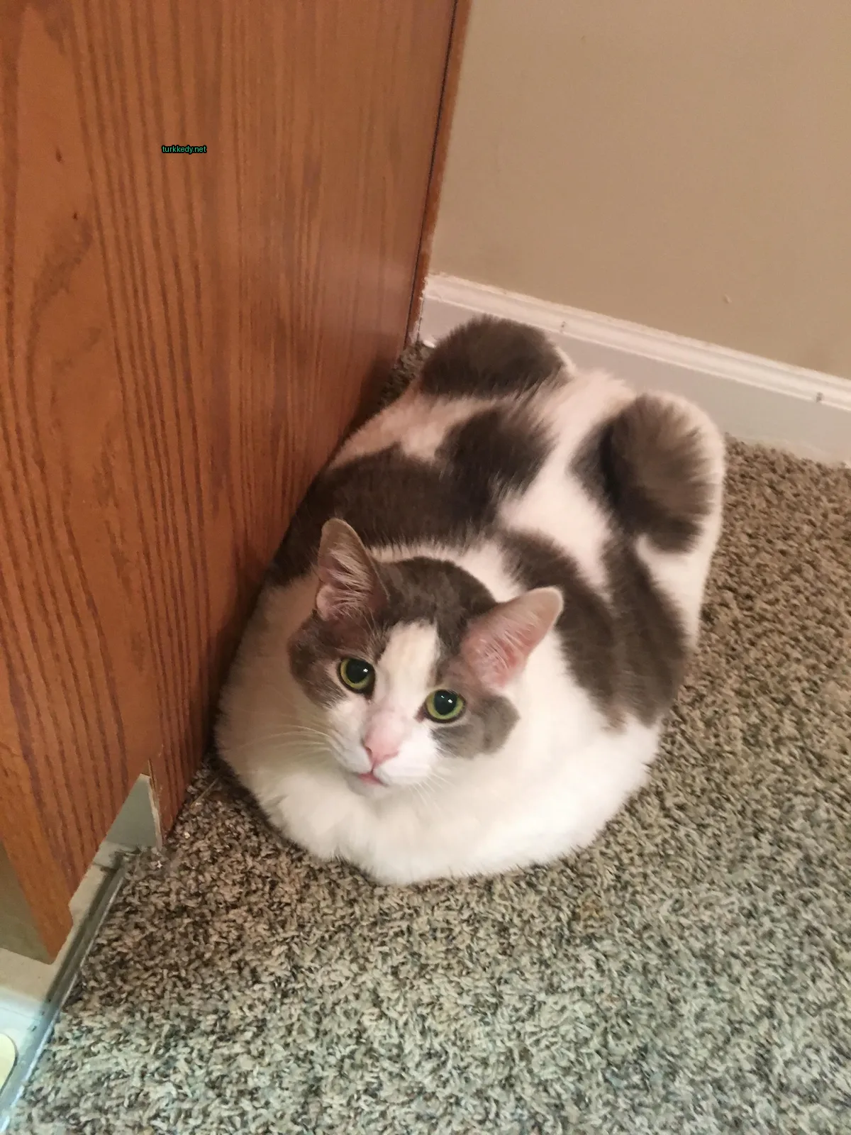 Kedi #3146