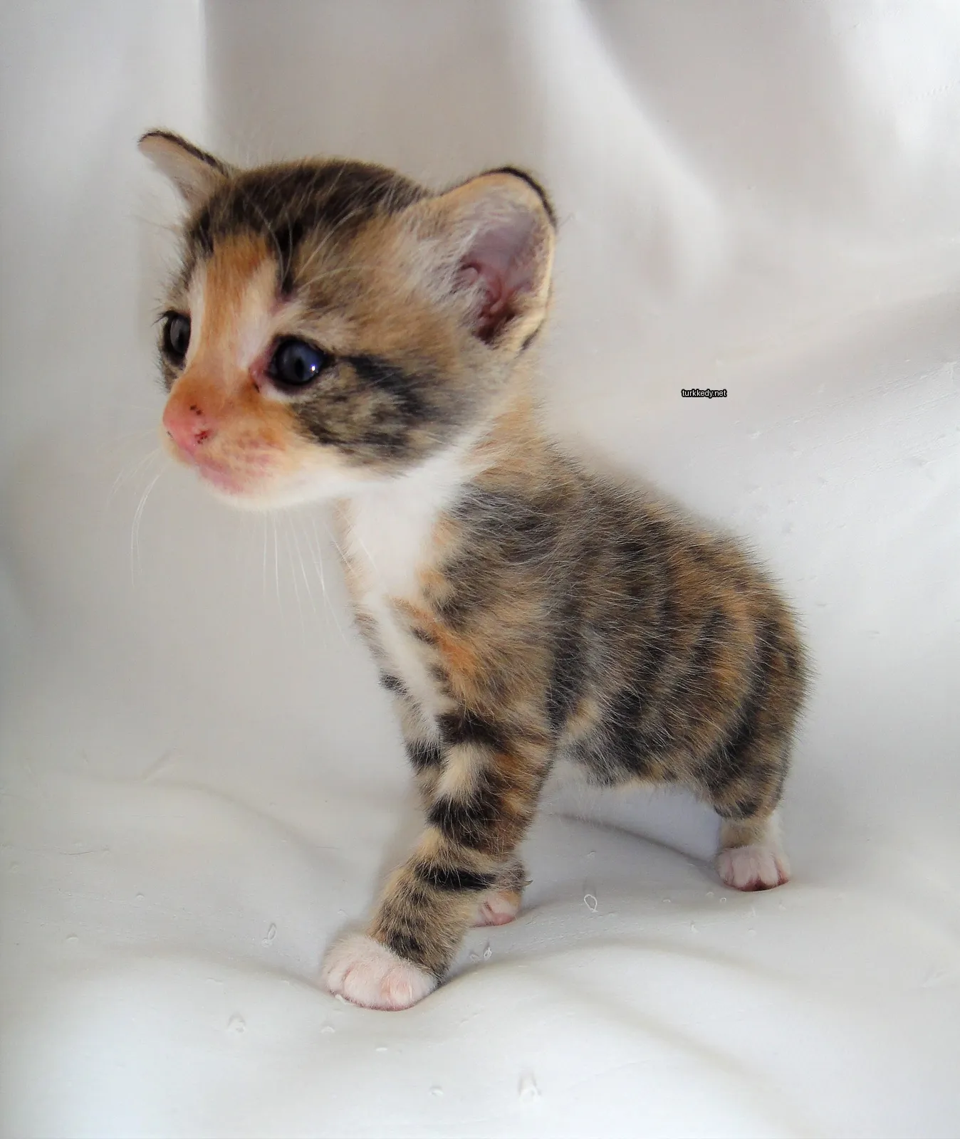 Kedi #3144