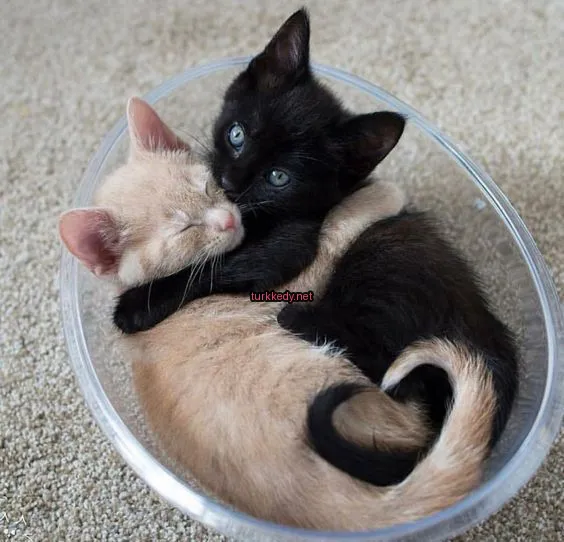 Kedi #3147