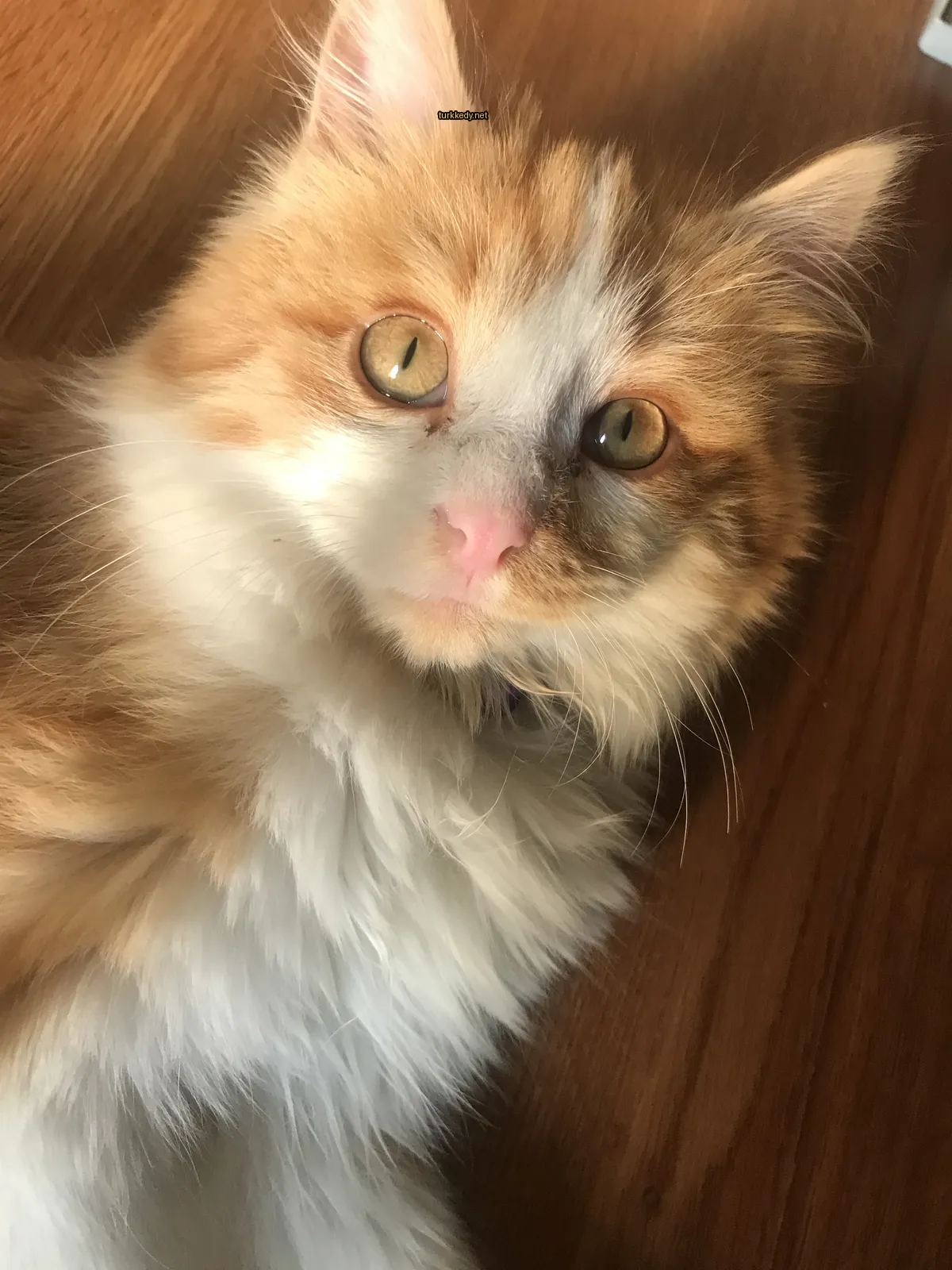 Kedi #3149