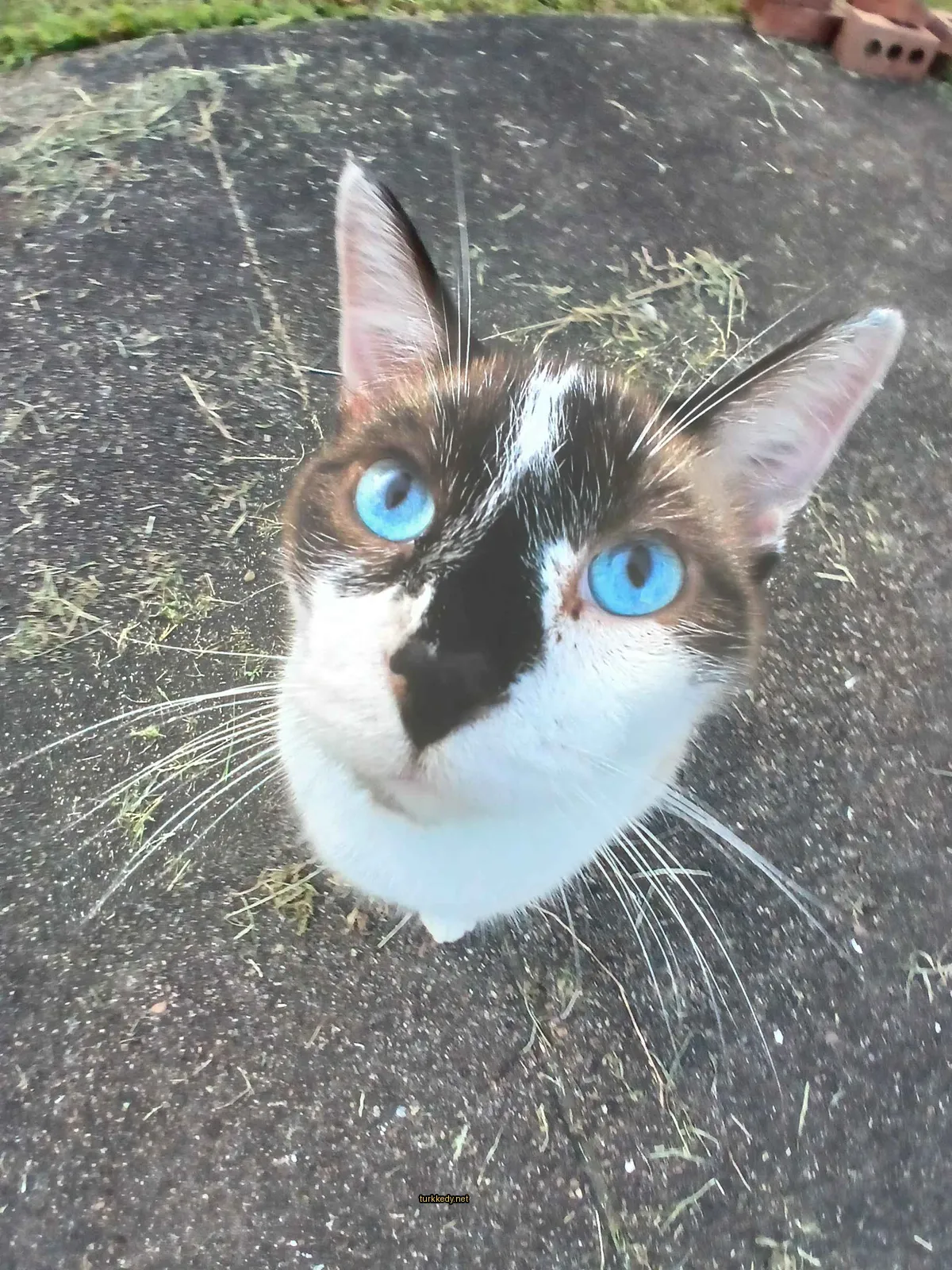 Kedi #3152