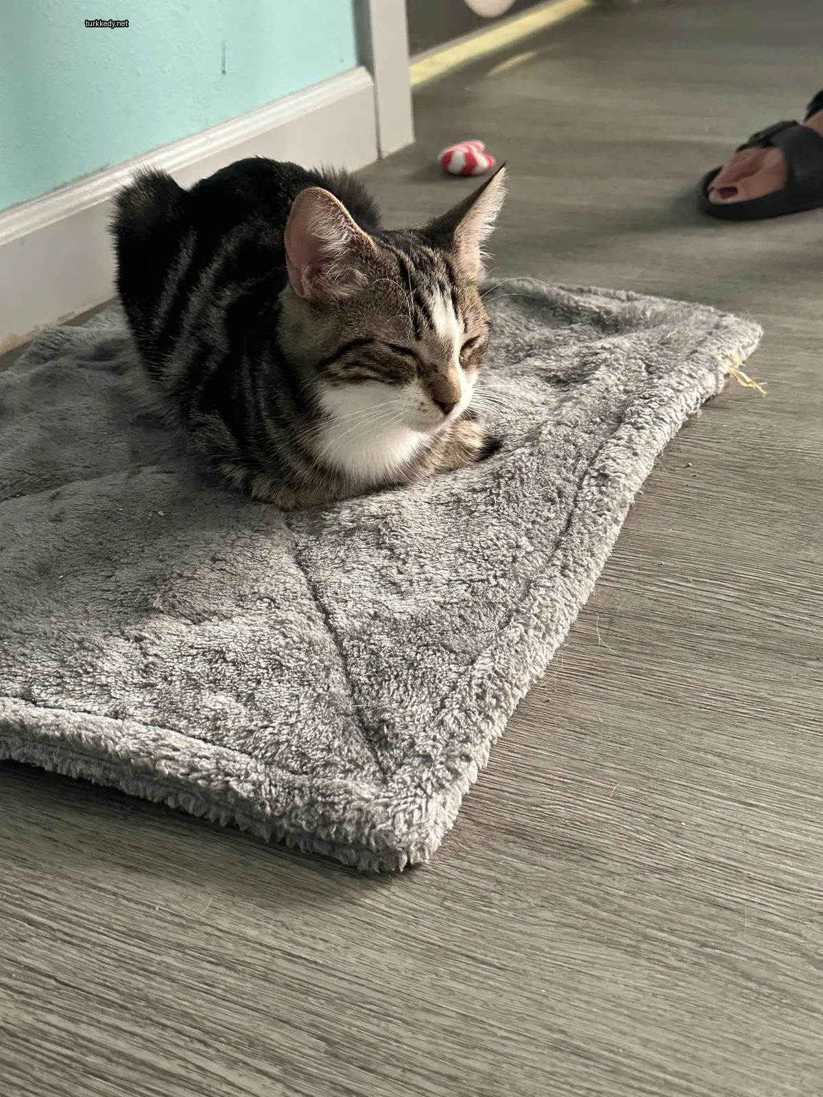 Kedi #3153