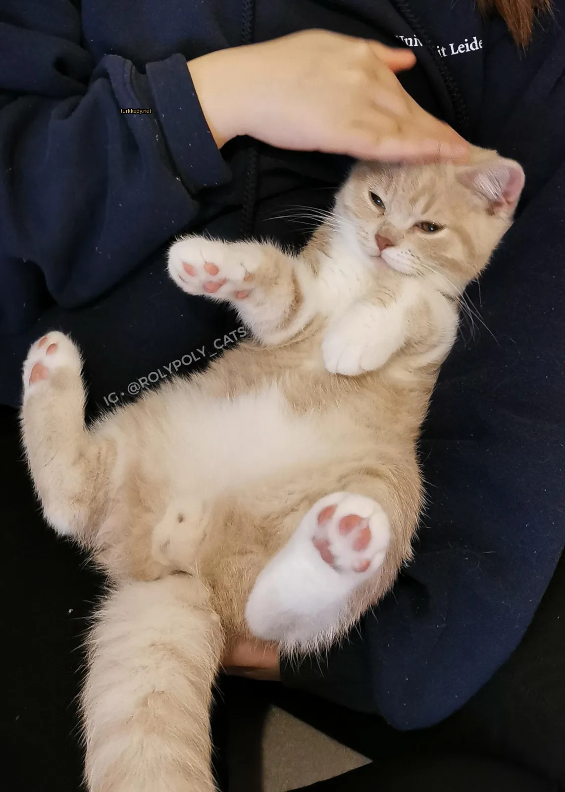 Kedi #3150
